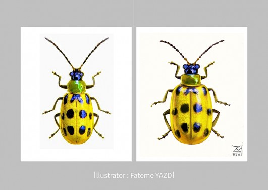 Illustration of unique insects